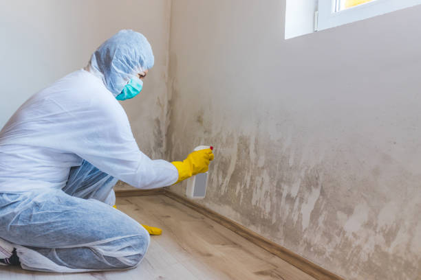 Licensed Mold Cleanup service in Cardinal, VA - WQB Mold Removal